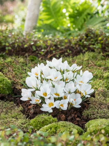 Krokus Botaniczny (Crocus) 'Ard Schenk' 25 szt.