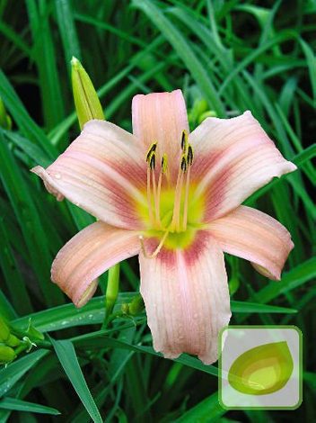 Liliowiec (Hemerocallis) Hall's Pink