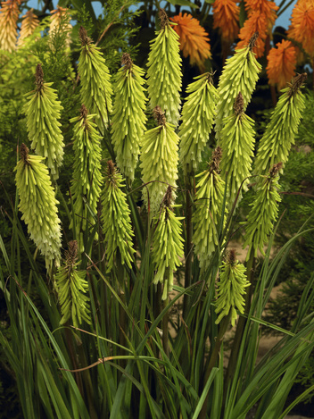 Trytoma groniasta (Kniphofia) 'Green Jade'