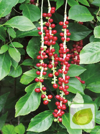 Cytryniec Chiński "Schisandra Chinensis"