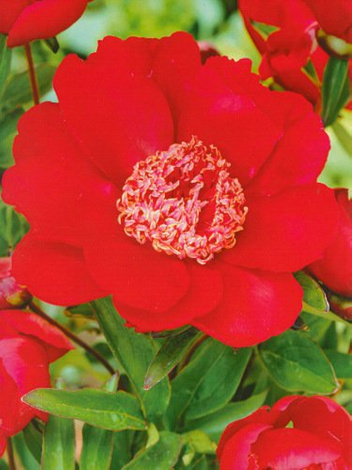 Piwonia chińska (Paeonia lactiflora) 'Nippon Beauty'