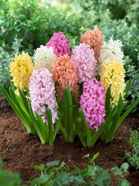 Hiacynty (Hyacinthus) Pachnące Mix 30szt.