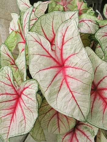 Obraźnica | Kaladium (Caladium) 'White Queen'  1 szt.