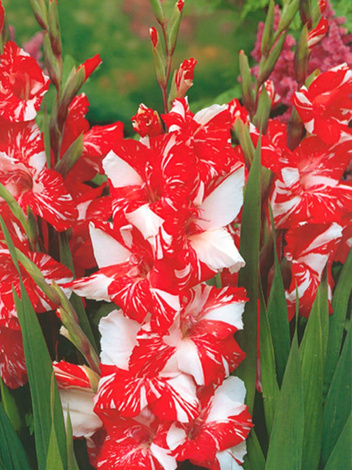 Mieczyk (Gladiolus) 'Zizane'