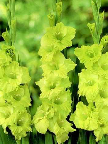 Mieczyk (Gladiolus) 'Green Star'