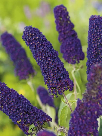 Budleja Dawida (Buddleja Davidii) 'Black Knight'