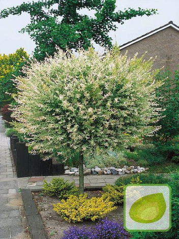 Wierzba Pienna 'Hakuro-nishiki' - Drzewko