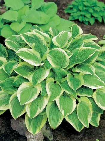 Funkia (Hosta) 'Austin Dickinson'