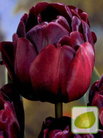 Tulipan Pełny Późny ( Tulipa ) Black Hero 5 szt