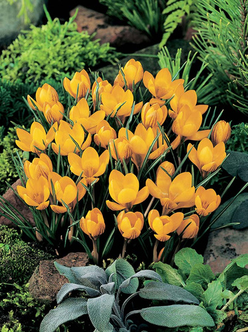 Krokus (Crocus) 'Dorothy'