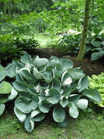 Funkia (Hosta) 'Big Daddy'