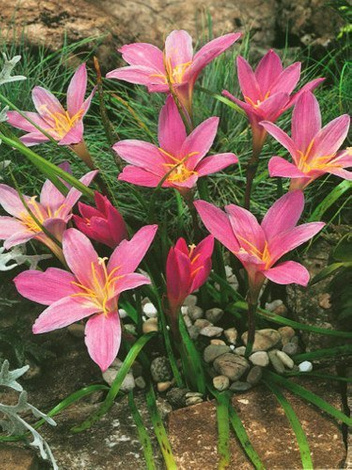 Zefirant (Zephyranthes) 'Robusta'