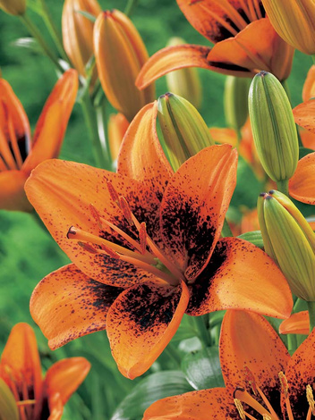 Lilia Azjatycka (Lilium) ’Tribal Dance’ 1 szt.