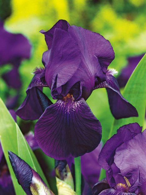 Kosaciec bródkowy (Iris germanica) 'Black Night'