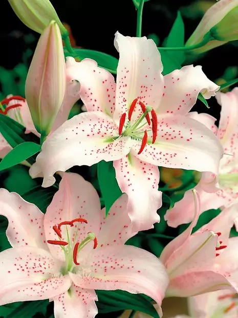 Lilia (Lilium) 'Curly Sue'