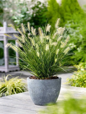 Rozplenica (Pennisetum alopecuroides) 'Magic'