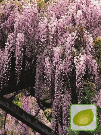 Wisteria Różowa (Wisteria floribunda) 'Honbeni'