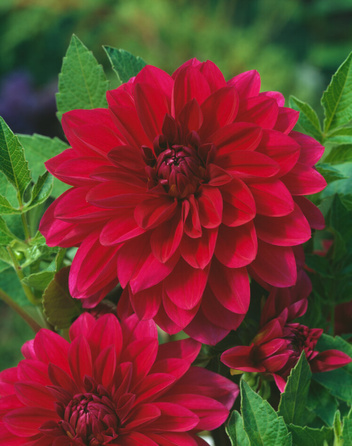 Dalia (Dahlia) 'Le Baron'