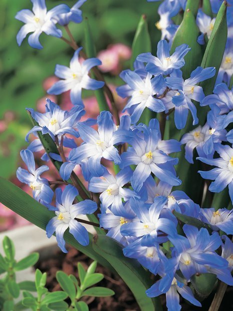 Śnieżnik Lśniący (Chionodoxa forbesii) 'Blue Giant' 5 szt.