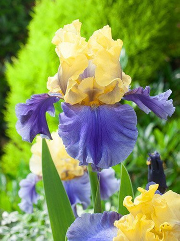 Kosaciec bródkowy (Iris germanica) 'Edith Wolford'