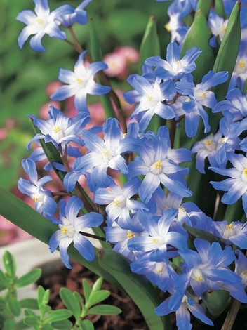 Śnieżnik Lśniący (Chionodoxa forbesii) 'Blue Giant' 5 szt.