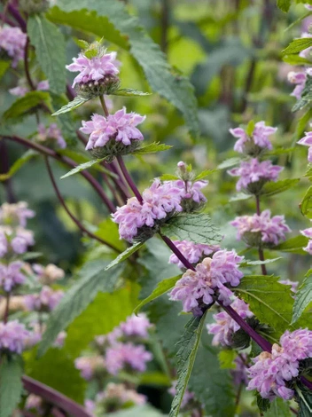 Żeleźniak (Phlomis) Tuberosa Amazone