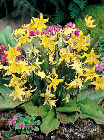 Psiząb (Erythronium) 'Pagoda' 3 szt.