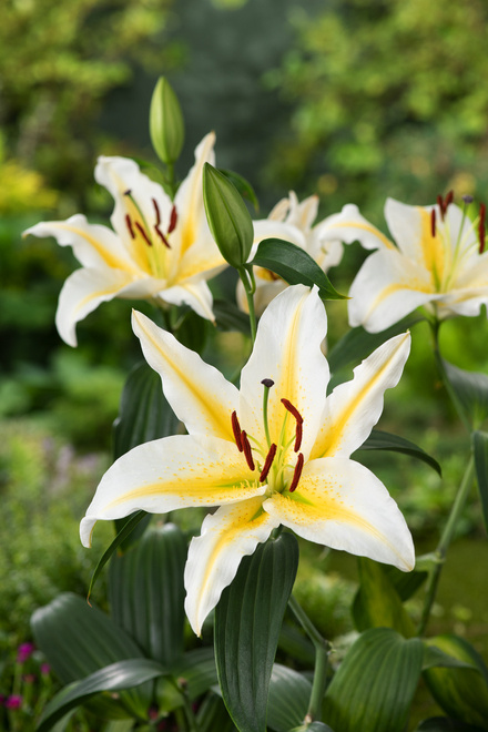 Lilia Orientalna ( Lilium ) Baferrari 1 szt.