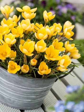 Krokus Botaniczny (Crocus) 'Romance' 25 szt.