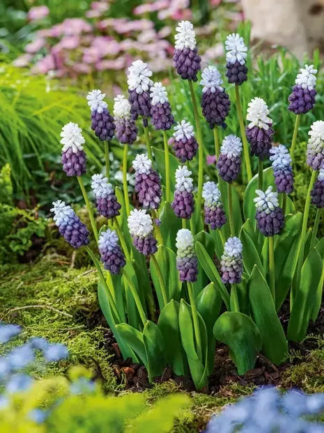 Szafirek (Muscari) 'Grape Ice' 