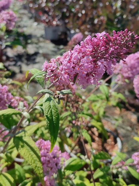 Buddleja Davidii ''Pink Delight'