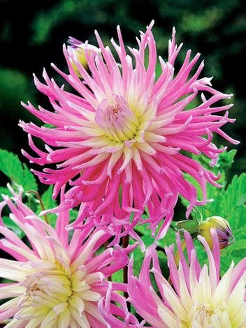 Dalia (Dahlia) 'Star's Favourite'