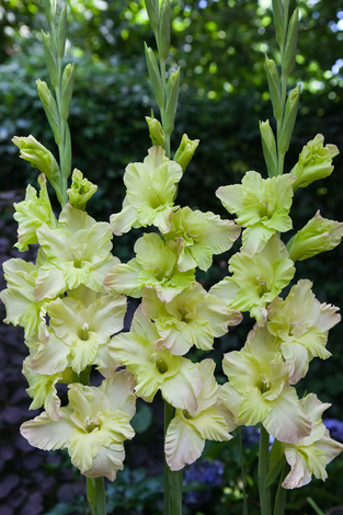 Mieczyk (Gladiolus) 'Alicia'