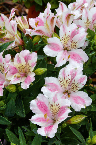 Alstremeria (Alstroemeria) 'Majestic Fougere'