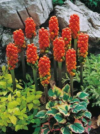 Obrazek Włoski (Arum italicum) 1 szt.