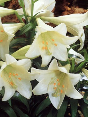 Lilia (Lilium) 'White American'