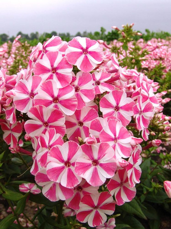 Floks (Phlox paniculata) 'Peppermint Twist'