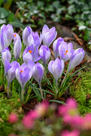 Krokus (Crocus) Rosalind 5 szt.