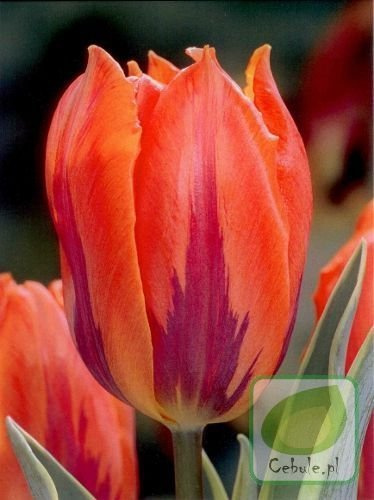 Tulipan Triumph  (Tulipa) 'Fire Queen' 5 szt.