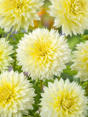 Dalia (Dahlia) 'Canary Fubuki'