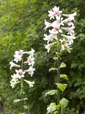 Lilia Himalajska (Cardiocrinum Giganteum)