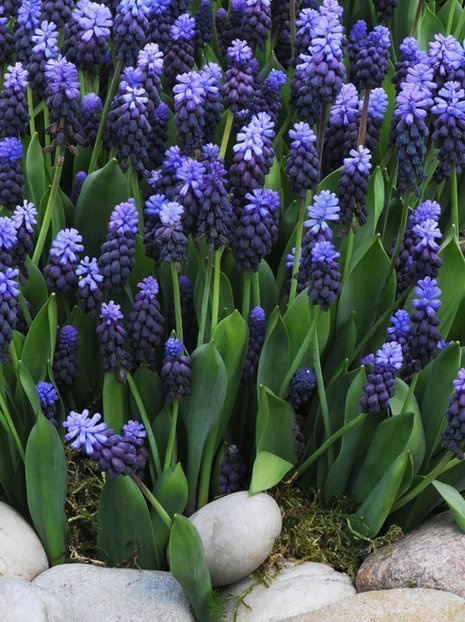 Szafirek (Muscari latifolium) 10 szt.