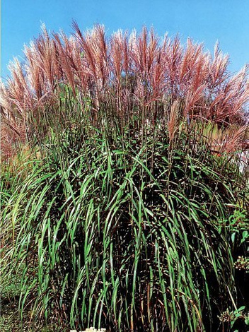 Miskant chiński (Miscanthus sinensis) 'Malepartus'