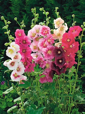 Malwa (Alcea) Mix 5 szt.