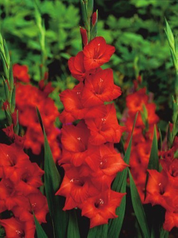 Mieczyk Tani (Gladiolus) 'Mascagni'