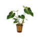Filodendron Gloriosum (Philodendron Gloriosum)