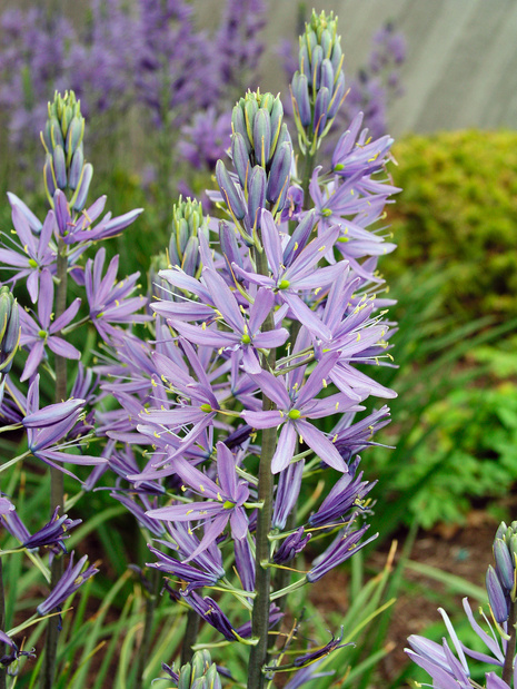 Kamasja (Camassia) Quamash 5 szt.