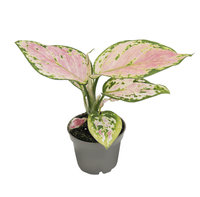 Aglonema (Aglaonema) Red Zircon