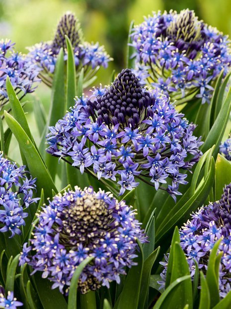 Cebulica (Scilla peruviana) 1 szt.