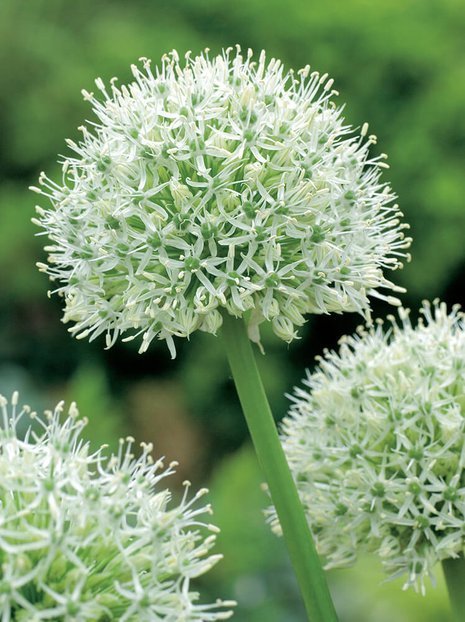 Czosnek (Allium) 'Mount Everest' 1 szt.